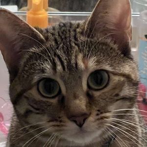 Meet your Posher, Ace